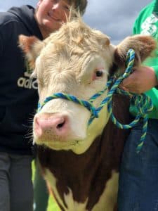 Zeke the Cow, used for animal-based therapy at Mountain Valley Treatment Center